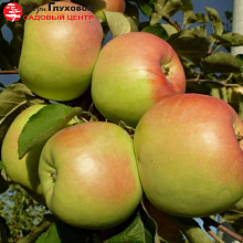 Основное изображение товара