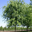 Клен серебристый