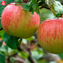 Основное изображение товара