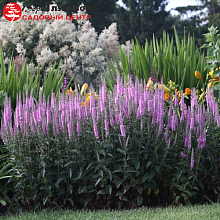 Основное изображение товара