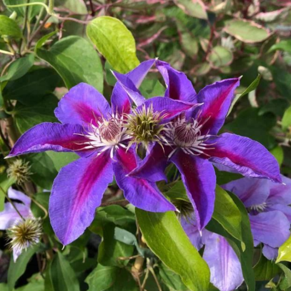 Основное изображение товара