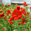 Гравилат чилийский (Geum chiloense) Миссис Брэдшоу С2 ГлХ/26