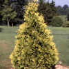Туя западная (Thuja occidentalis) Санкист  Р9 ГлХ/26