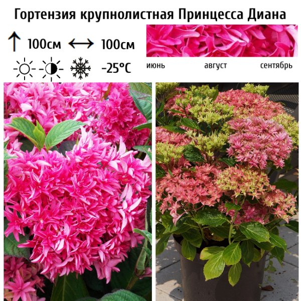 Основное изображение товара