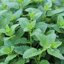 Основное изображение товара