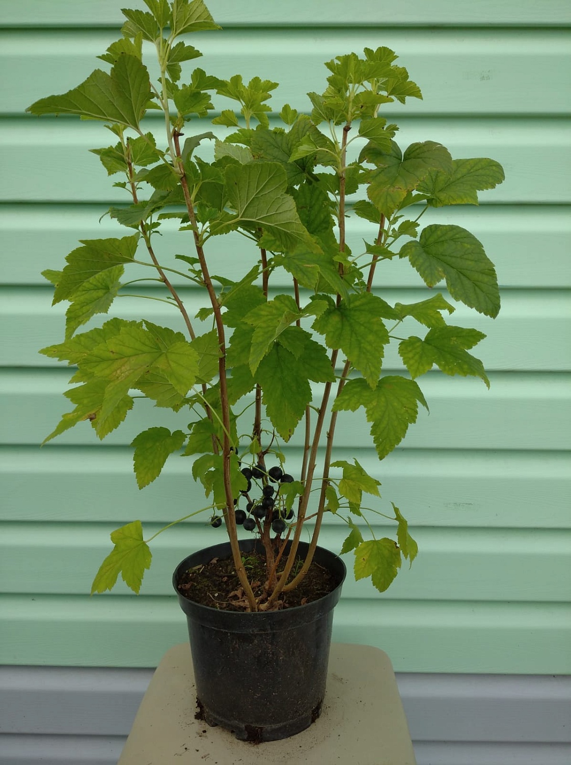 АКЦИЯ: Двухлетние саженцы смородины от 75₽