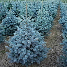 Основное изображение товара