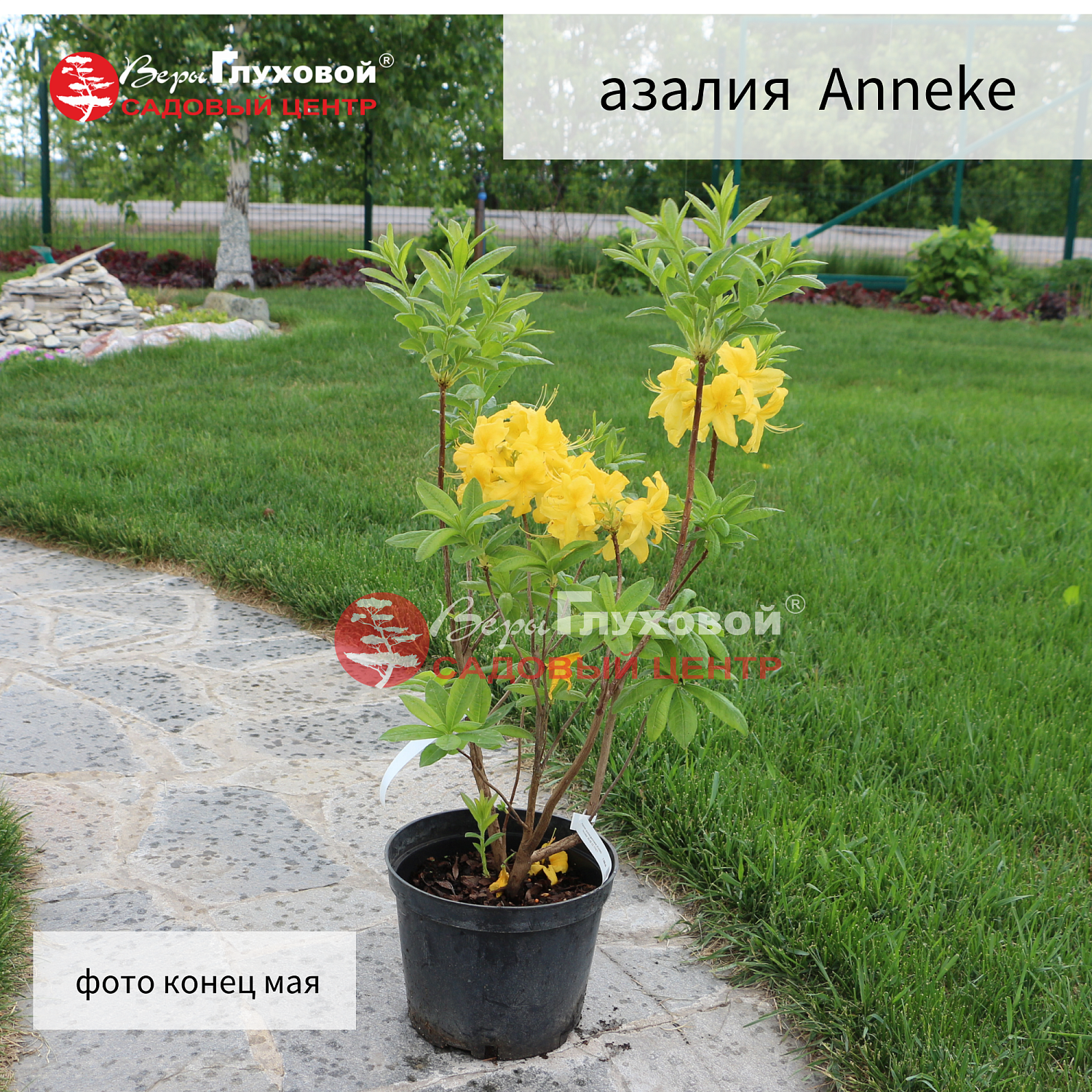 Рододендроны в продаже. Торопитесь! Количество ограничено