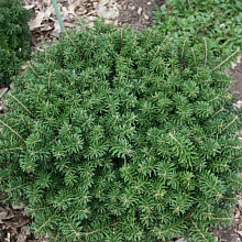 Основное изображение товара