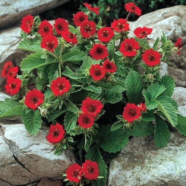 Основное изображение товара