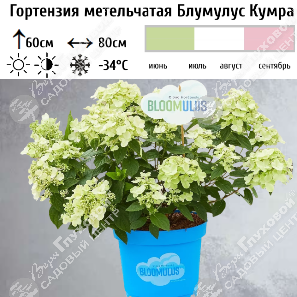 Гортензия метельчатая "Блумулус Кумра" на фото