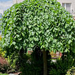 Вяз шершавый 