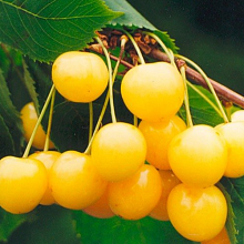 Основное изображение товара