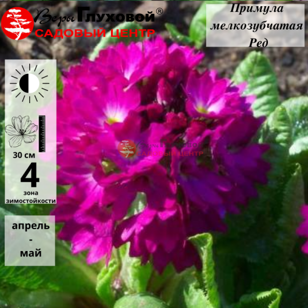 Основное изображение товара