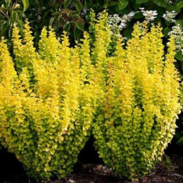 Барбарис Тунберга "Мария" Berberis thunbergii "Maria"