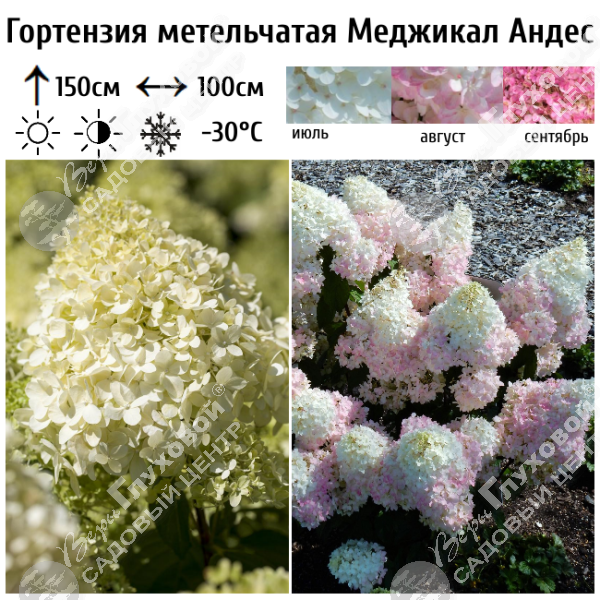 Гортензия метельчатая "Меджикал Андес" на фото