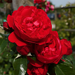 Роза плетистая 