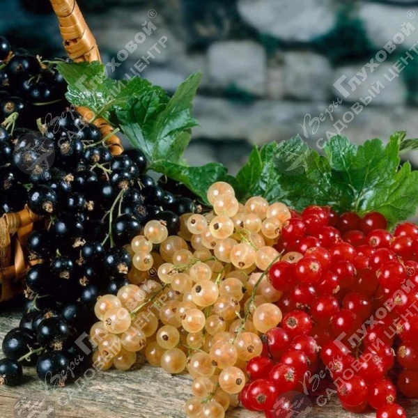 Смородина в ассортименте на фото