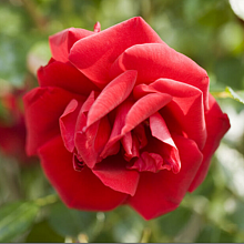 Основное изображение товара