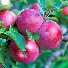 Основное изображение товара