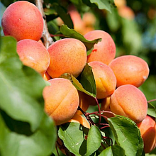 Основное изображение товара