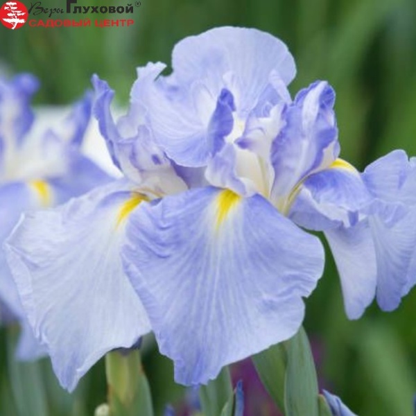 Основное изображение товара