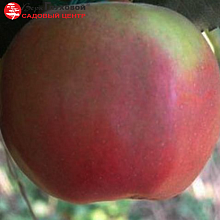 Основное изображение товара