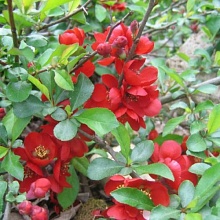 Основное изображение товара