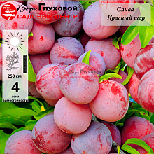 Слива Красный шар (ранний сорт)