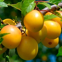 Основное изображение товара