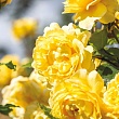 Роза флорибунда Д. Остин 