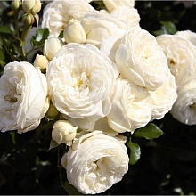 Основное изображение товара