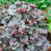 Гейхера (Heuchera) Свирлинг Фэнтэзи С2 СП/25