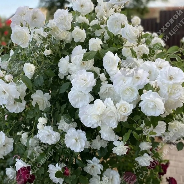 Роза штамбовая "Schneewittchen" на фото