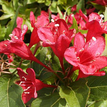 Основное изображение товара