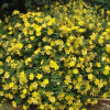 Зверобой "Хидкот" на фото