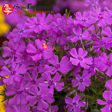 Основное изображение товара