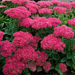 Очиток видный 