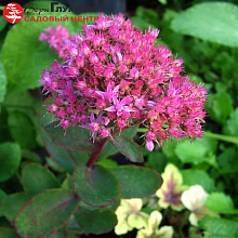 Основное изображение товара