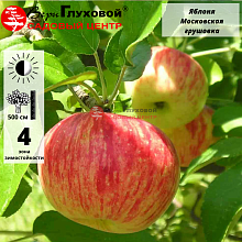 Яблоня Московская грушовка (летний сорт) 5-летка
