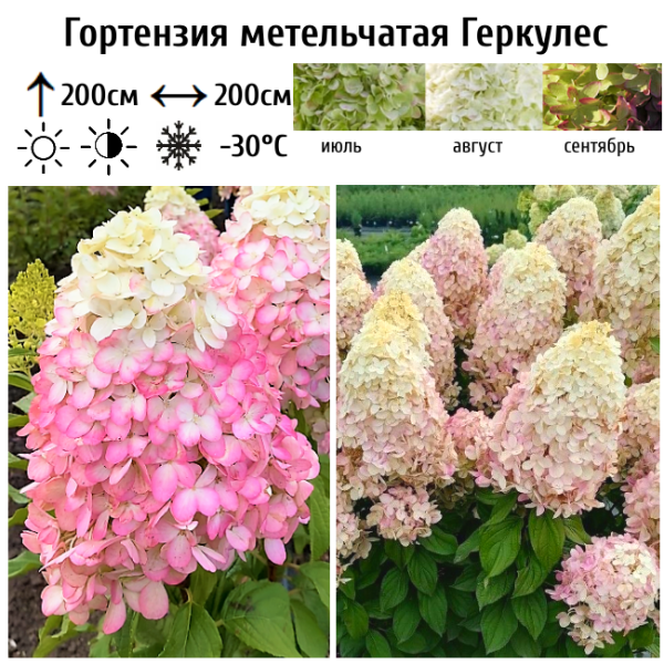 Основное изображение товара