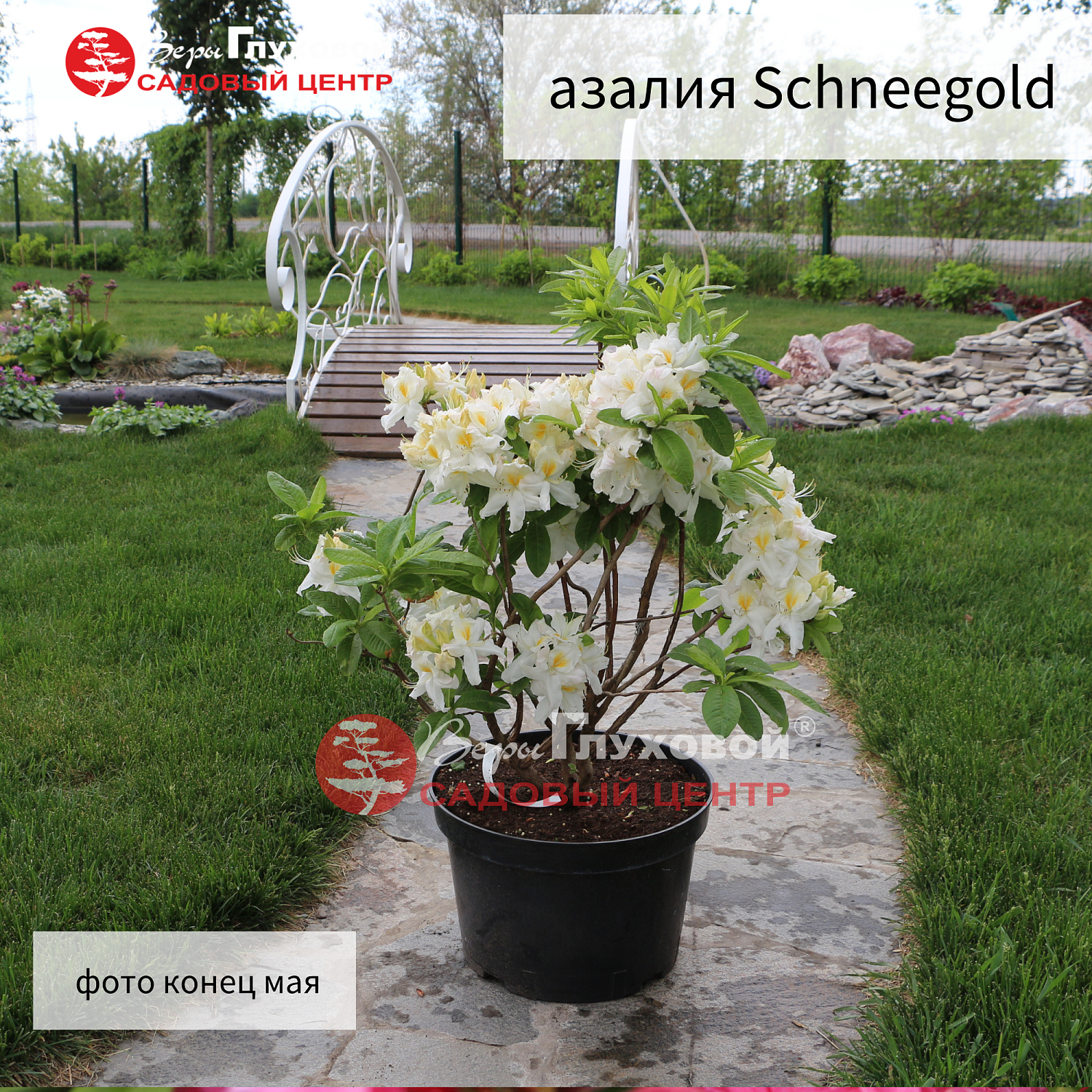 Рододендроны в продаже. Торопитесь! Количество ограничено