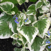 Бруннера крупнолистная (Brunnera) Вариегата С2 ГлХ/26