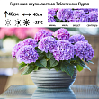 Гортензия крупнолистная 