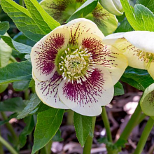 Основное изображение товара