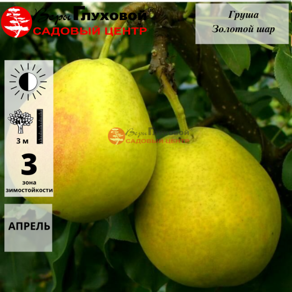 Груша Золотой шар (осенний сорт)