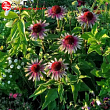 Эхинацея пурпурная 