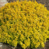 Барбарис Тунберга (Berberis thunbergii) Тини Голд 20-40 С2 ПА/24