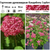 Гортензия древовидная "Кандибель Сорбет" на фото