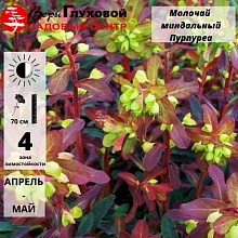 Основное изображение товара